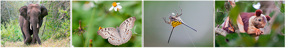 coorg Wildlife & Nature